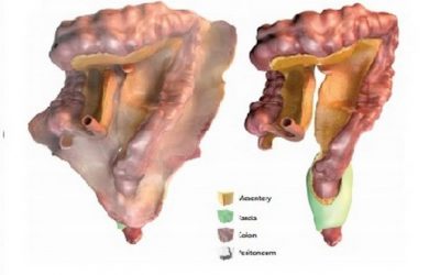 Cientistas reconhecem o mesentério como 79° órgão do corpo humano