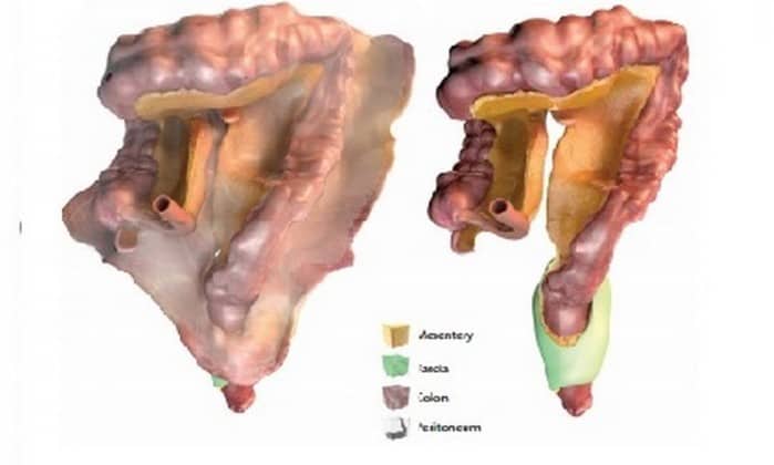Cientistas reconhecem o mesentério como 79° órgão do corpo humano